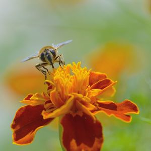 Close-up of bee pollinating on flower