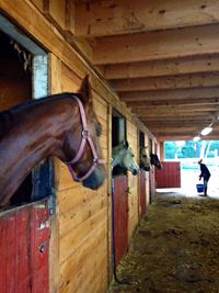 Woman looking at camera