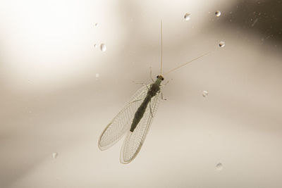 Close-up of insect on wet glass