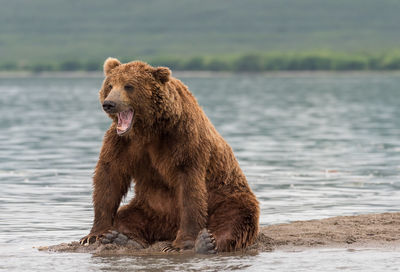 Grizzly bear sitting on riverbank