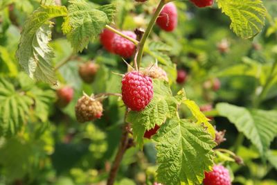 Close-up of raspberry growing on tree