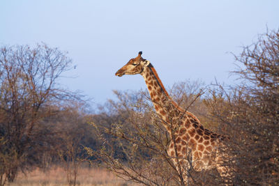 South african giraffe