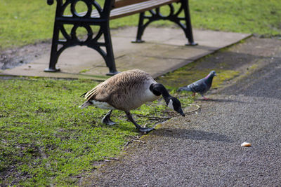 Birds walking in park