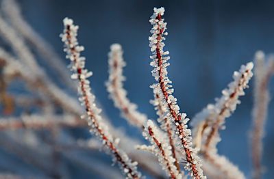 Close-up of frozen plant against sky