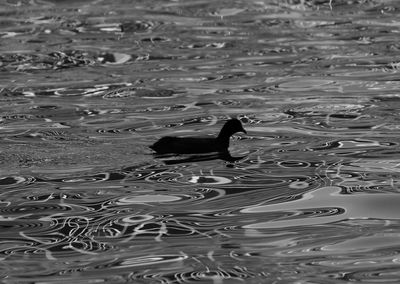 High angle view of duck swimming in lake