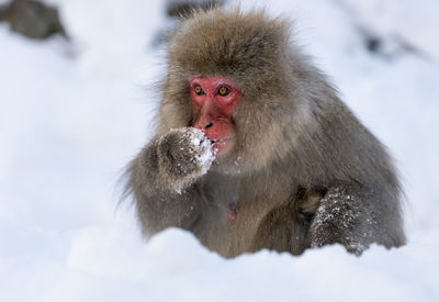 Close-up of monkey on snow