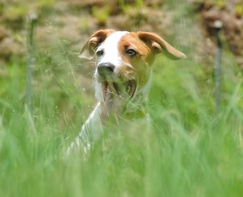 Close-up of dog in grass