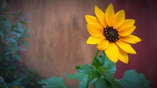 Close-up of yellow flower