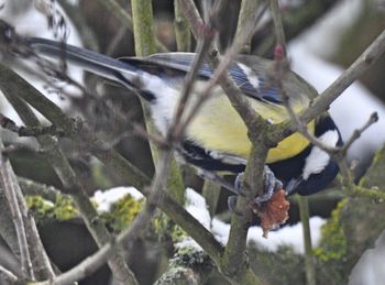 Close-up of bird perching on tree