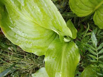 Close-up of wet plant