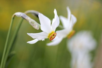 Close-up of white orchid