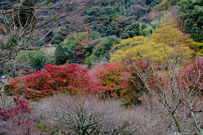 Trees in forest during autumn