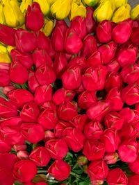 Full frame shot of red roses