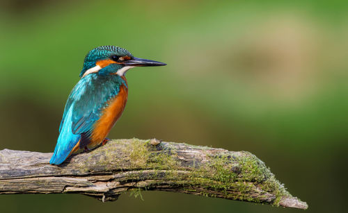 Kingfisher waiting for the female 