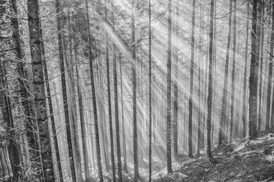 High angle view of sunlight falling on trees in forest