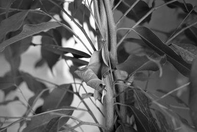 Close-up of leaves on plant