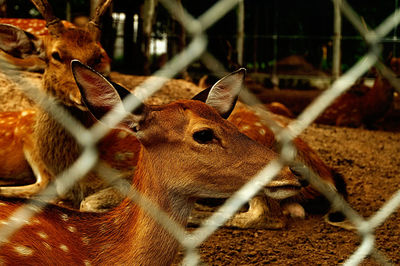 Close-up of deer eating at zoo