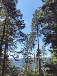 Low angle view of pine trees in forest against sky