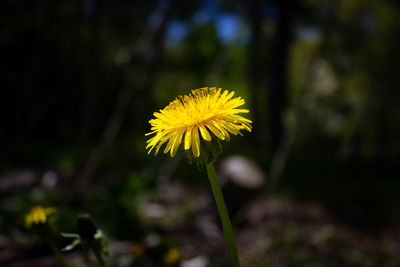 Close-up of yellow flowering plant on field