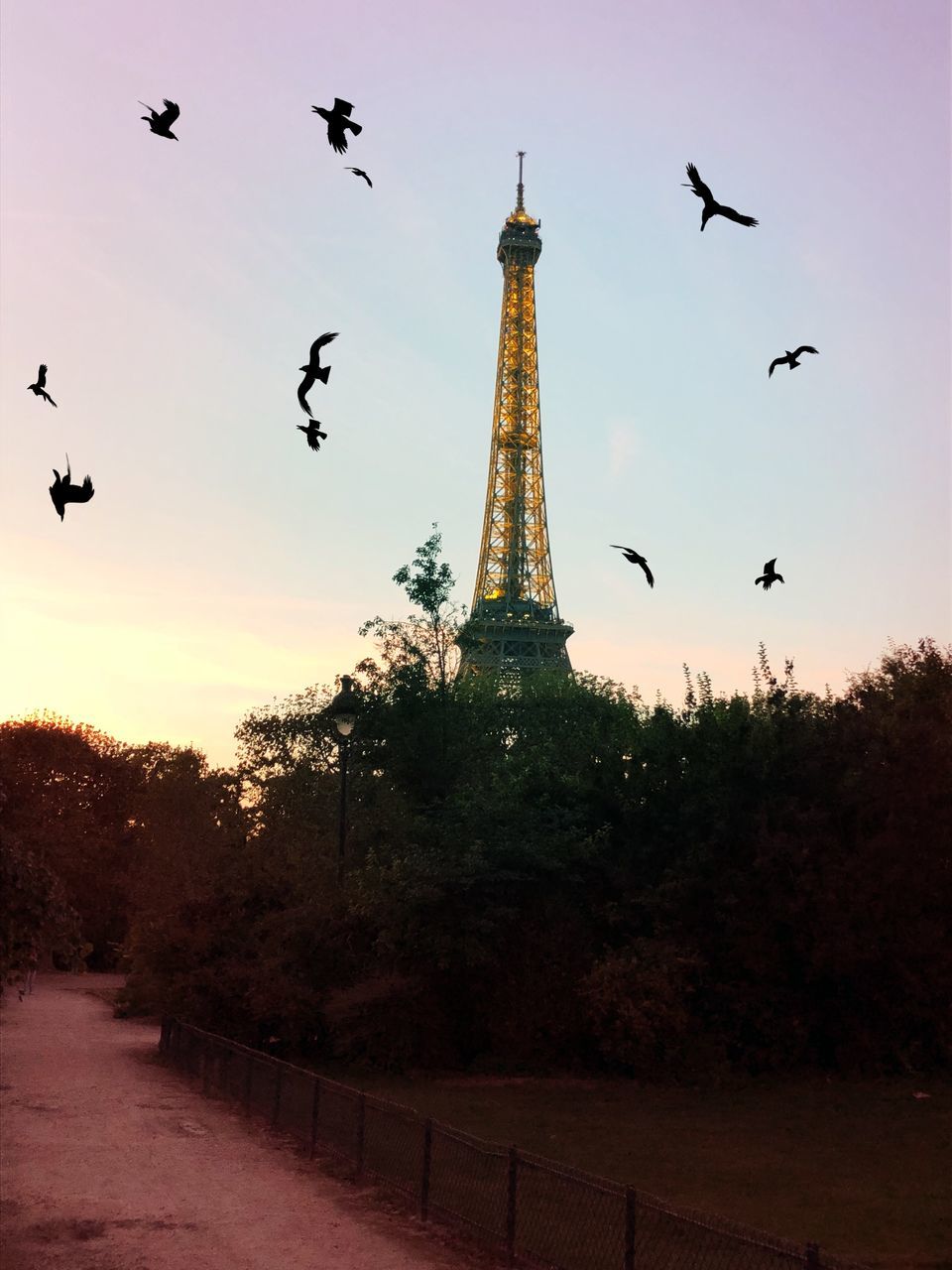 VIEW OF BIRDS FLYING IN THE SKY