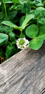 Close-up of green leaves on wood