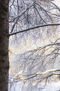 Low angle view of bare trees during winter