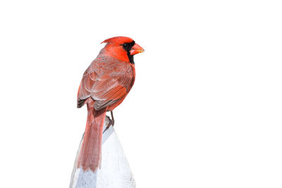 Close-up of bird perching on red against white background