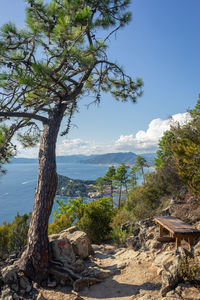 Tree by sea against sky