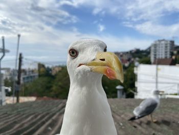 Close-up portrait of seagull