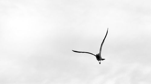 Low angle view of eagle flying in sky