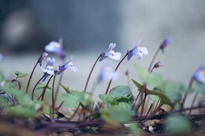 Close-up of purple crocus flowers on land