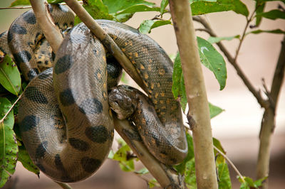 Close-up of lizard on tree