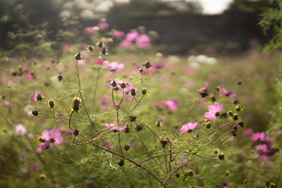 Close-up of pink flowers blooming outdoors