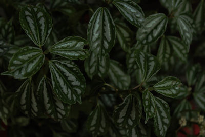 Close-up of plants