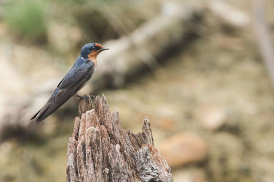 Close-up of bird perching on wood