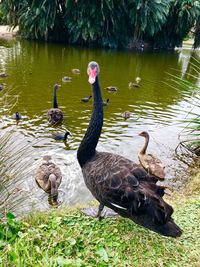 Swans in lake