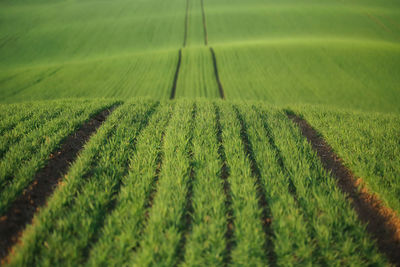 Full frame shot of agricultural field