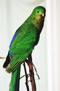 Low angle view of parrot perching on tree