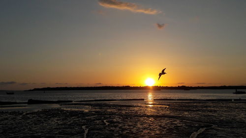 Silhouette bird on beach against sky during sunset