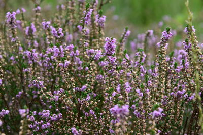 Close-up of purple flowering plants on field