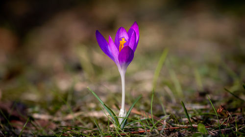 Close-up of purple crocus flower on field