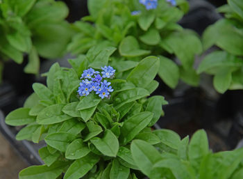 High angle view of flowering plant