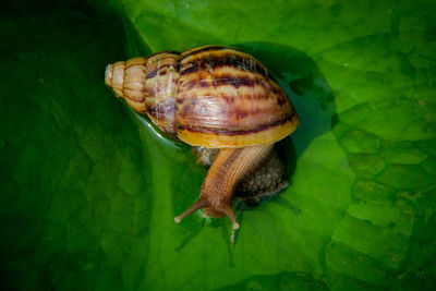Close-up of snail on leaf
