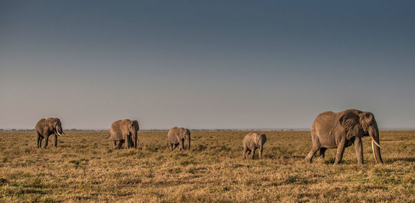 Horse grazing on field against clear sky