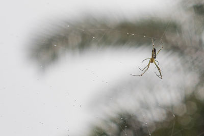 Close-up of spider web