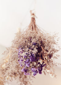 Close-up of lavender against white background