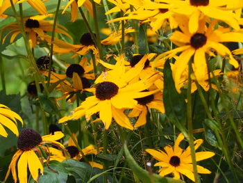 Close-up of yellow flowering plant