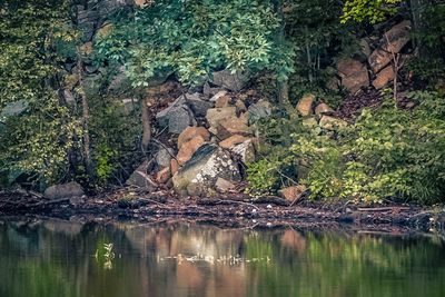 Reflection of trees in lake