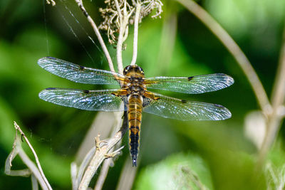 Close-up of dragonfly on plant