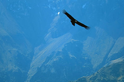 Andean condors flying in the colca canyon, the highland of arequipa region, peru